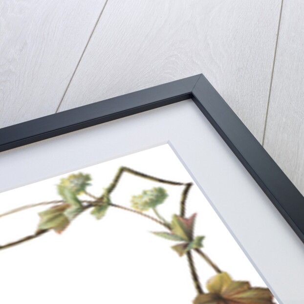 Illustration of Pink and White Flower Border by Anonymous