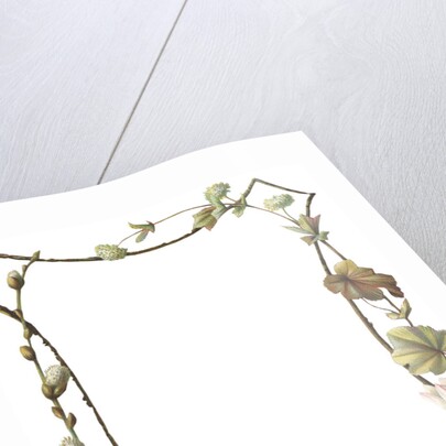 Illustration of Pink and White Flower Border by Anonymous