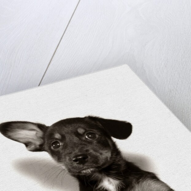 1950s Mutt Crossbreed Mongrel Puppy In Basket One Ear Up Other Down by Anonymous