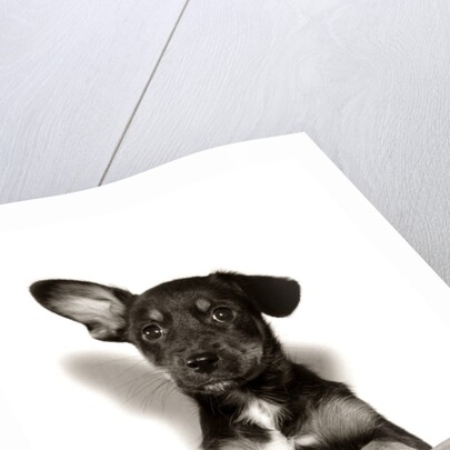 1950s Mutt Crossbreed Mongrel Puppy In Basket One Ear Up Other Down by Anonymous