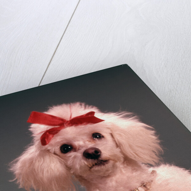 1960s White Poodle Wearing Gold Necklace Red Ribbon by Anonymous