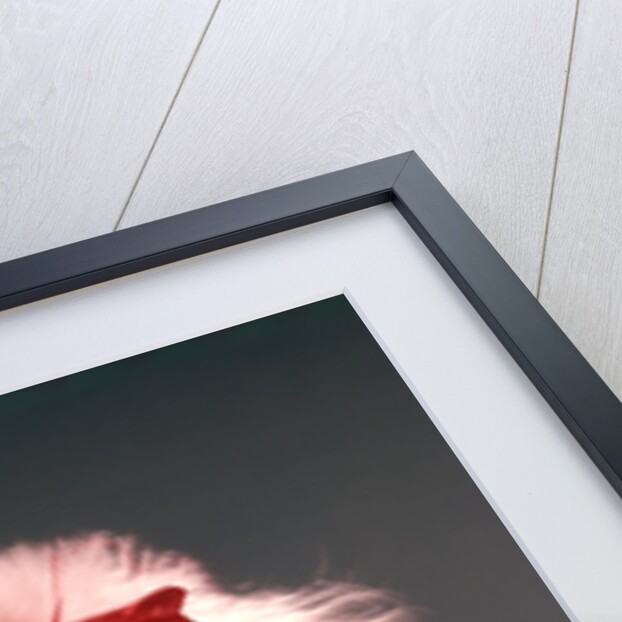 1960s White Poodle Wearing Gold Necklace Red Ribbon by Anonymous