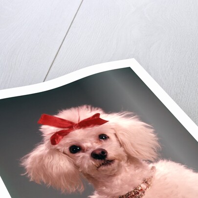 1960s White Poodle Wearing Gold Necklace Red Ribbon by Anonymous