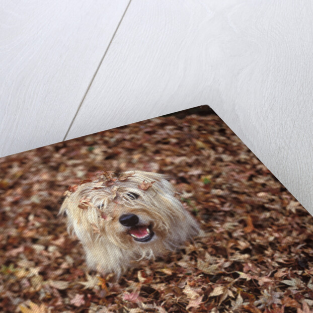 Dog Covered In Leaves Up To His Head by Anonymous