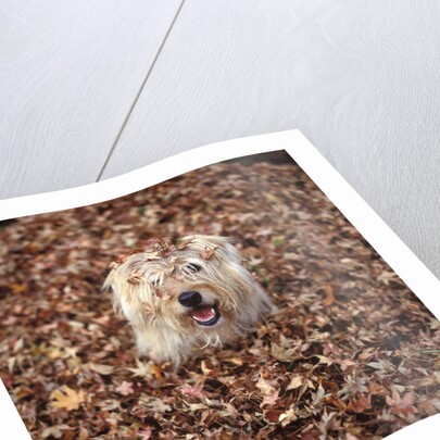 Dog Covered In Leaves Up To His Head by Anonymous