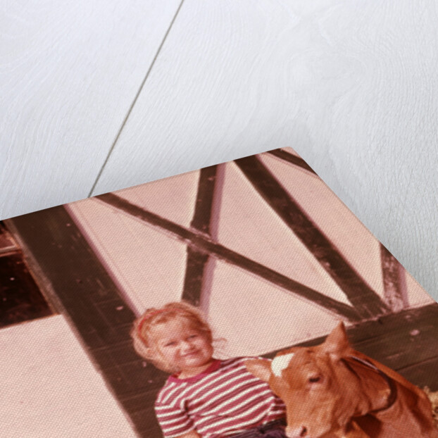 1950s 1960s Girl Rolled Up Denim Jeans With Guernsey Calf Outside Barn by Anonymous