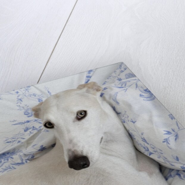 Greyhound Lying on Bed by Anonymous