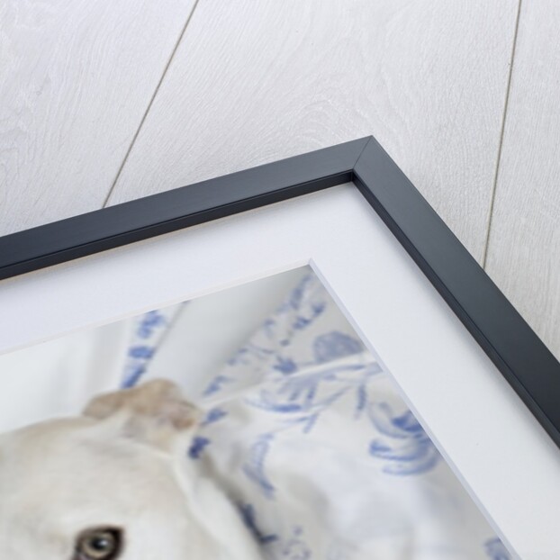 Greyhound Lying on Bed by Anonymous