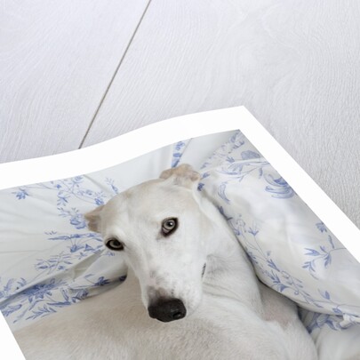 Greyhound Lying on Bed by Anonymous
