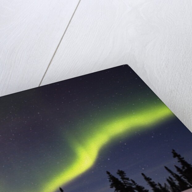 Aurora Borealis above Forest by Anonymous