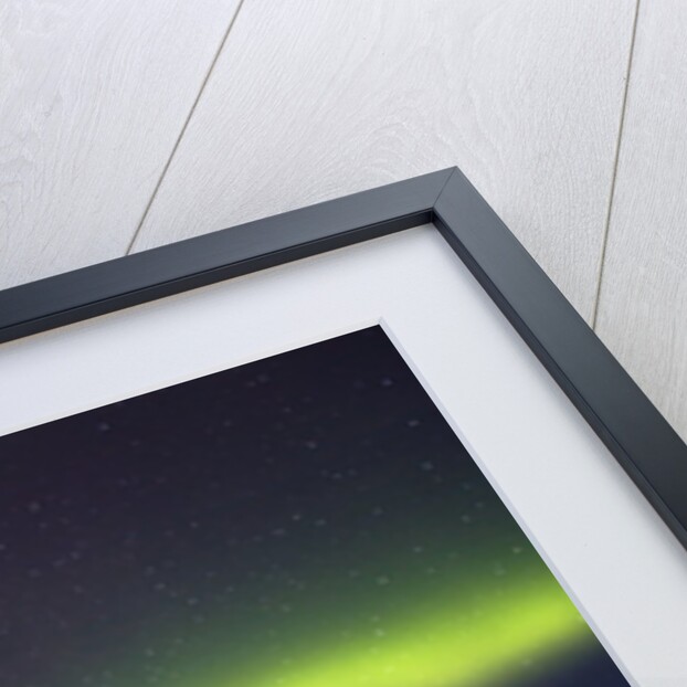 Aurora Borealis above Forest by Anonymous