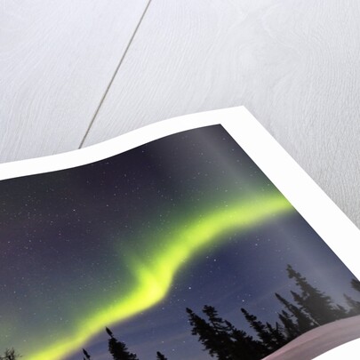 Aurora Borealis above Forest by Anonymous