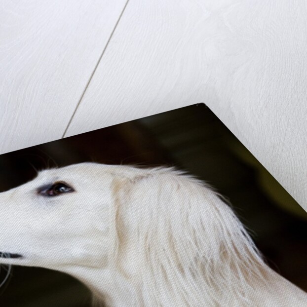 Saluki Looking Up by Anonymous