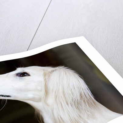 Saluki Looking Up by Anonymous