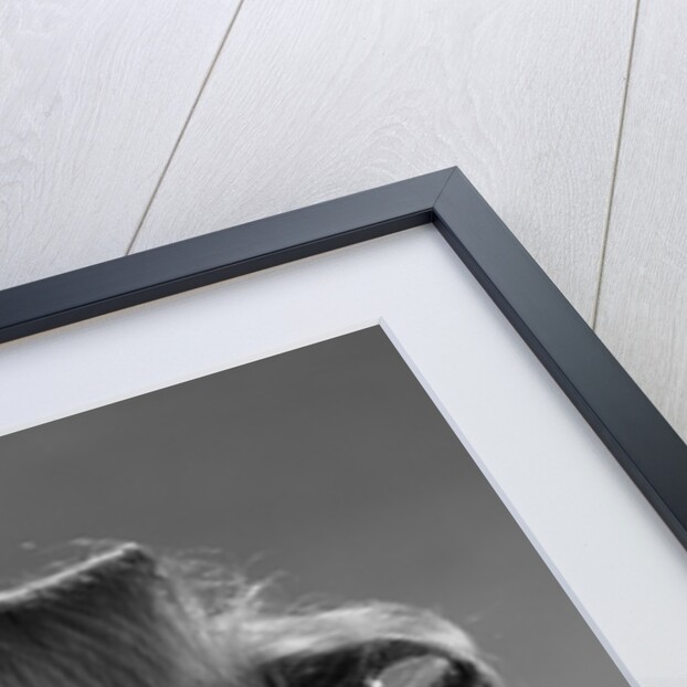 1960s Portrait Woman With Hair In Rollers Eyes Wide With Suprise by Anonymous