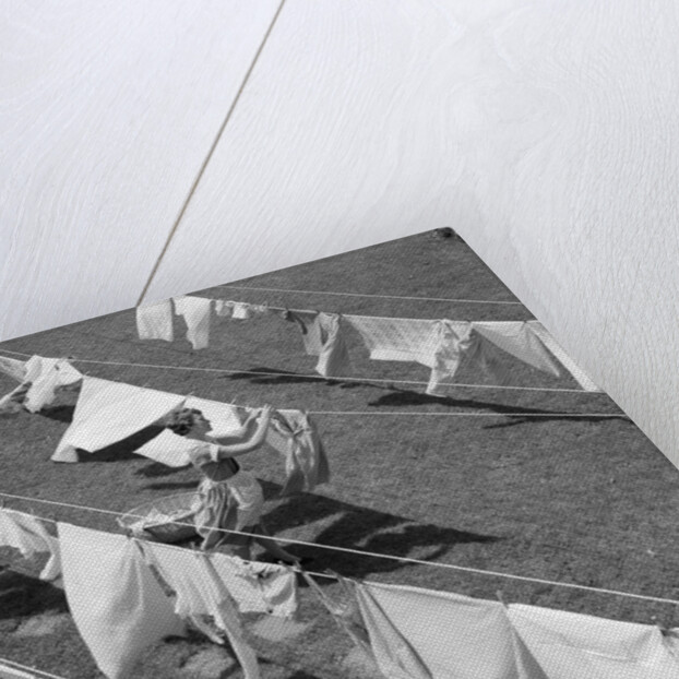 1950s Woman Hanging Laundry Outdoors On Several Clotheslines by Anonymous
