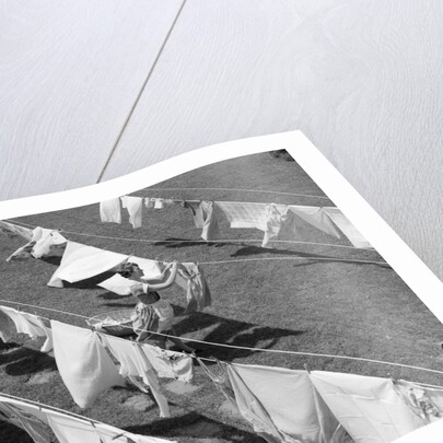 1950s Woman Hanging Laundry Outdoors On Several Clotheslines by Anonymous