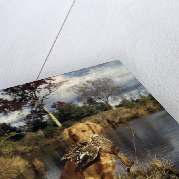 1980s Golden Retriever Holding A Dead Duck In Mouth by Anonymous