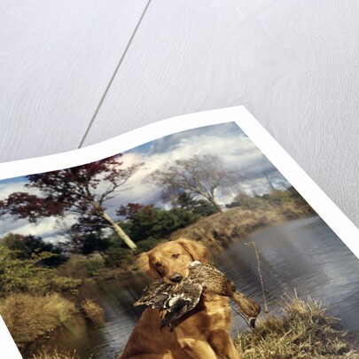 1980s Golden Retriever Holding A Dead Duck In Mouth by Anonymous