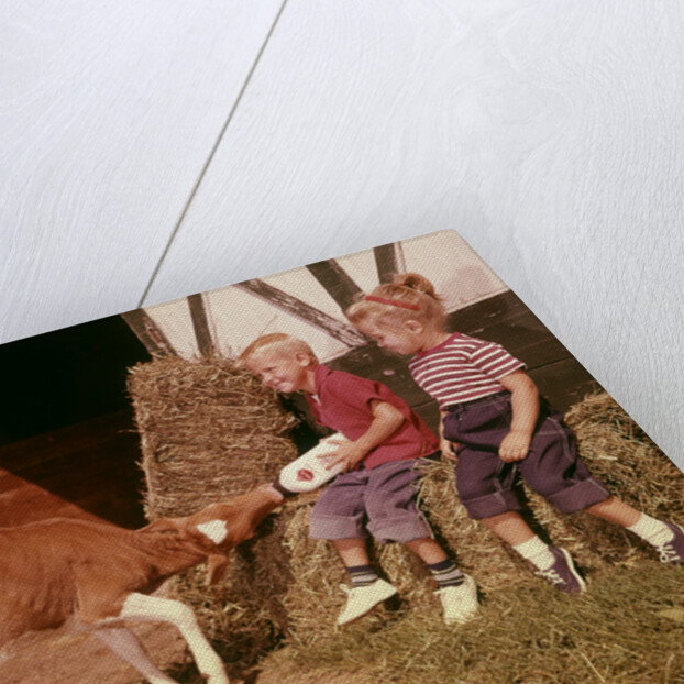 1950s 1960s Children Boy And Girl Feeding Calf Bottle Milk Outside Barn by Anonymous