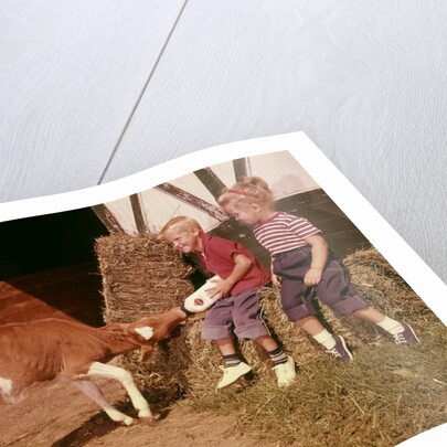 1950s 1960s Children Boy And Girl Feeding Calf Bottle Milk Outside Barn by Anonymous
