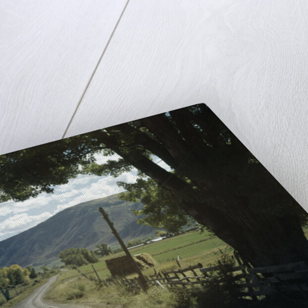 1960s Two Boys Brothers Walking Together Down A Summertime Farm Country Road by Anonymous