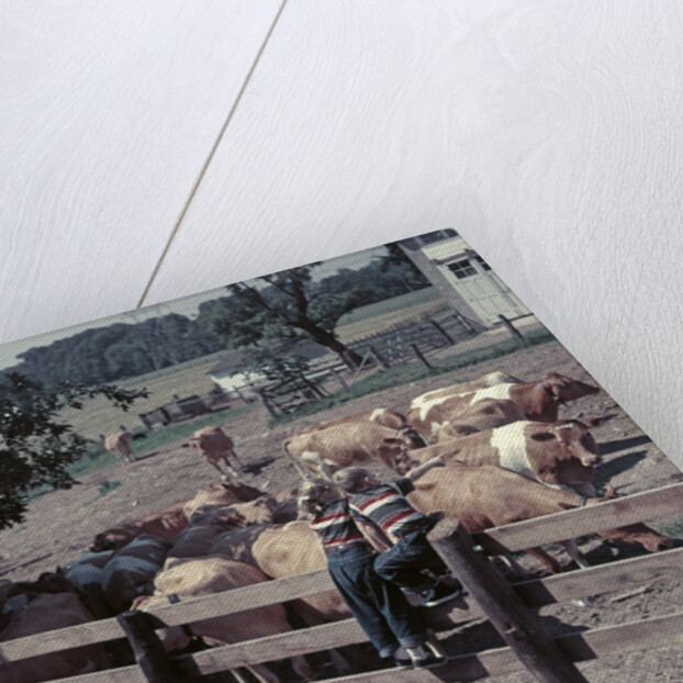 1950s Boy Girl Wearing Jeans Striped Tee Shirt Sit On Fence Dairy Farm Look At Guernsey Cows by Anonymous