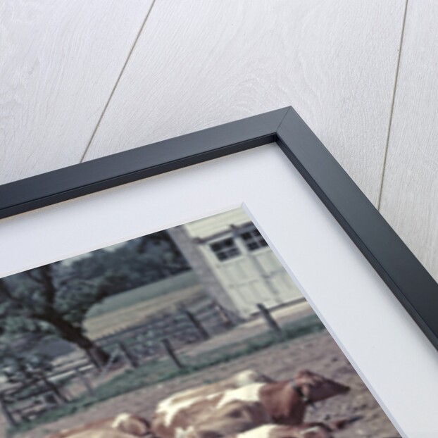 1950s Boy Girl Wearing Jeans Striped Tee Shirt Sit On Fence Dairy Farm Look At Guernsey Cows by Anonymous