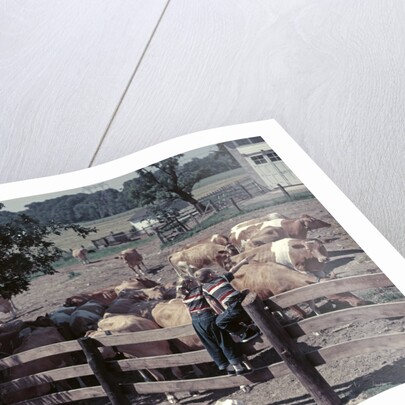 1950s Boy Girl Wearing Jeans Striped Tee Shirt Sit On Fence Dairy Farm Look At Guernsey Cows by Anonymous