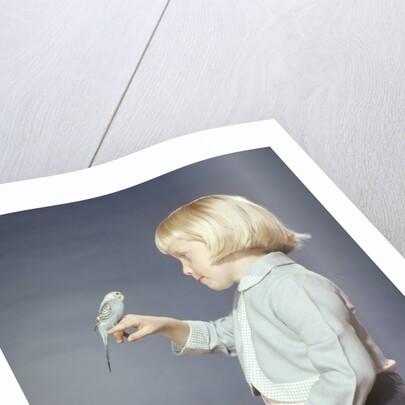 1950s 1960s Girl With Pet Bird Parakeet On Her Finger by Anonymous