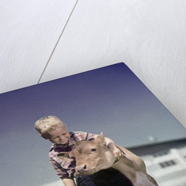 1940s 1950s Little Boy Hugging Pet Calf by Anonymous