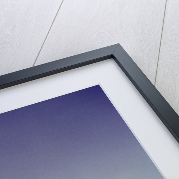 1940s 1950s Little Boy Hugging Pet Calf by Anonymous