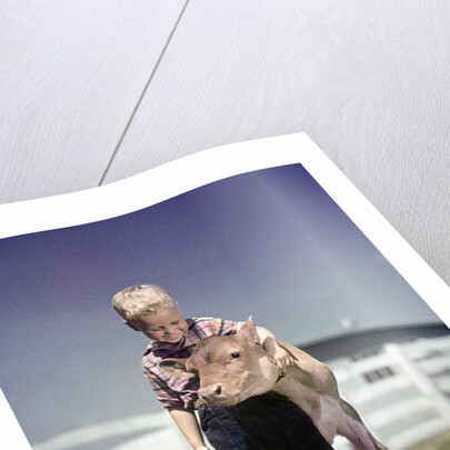 1940s 1950s Little Boy Hugging Pet Calf by Anonymous