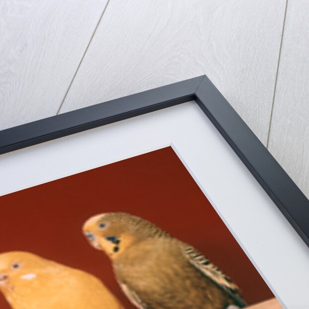 1970s Five Pet Parakeets Perched Against Red Background by Anonymous