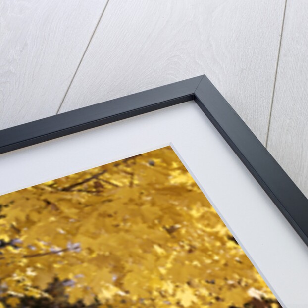 1960s Family Trio Father Mother Daughter Walking In Autumn Woods Carrying Pumpkins by Anonymous