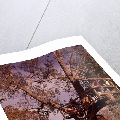1960s 6 Children Playing In And Climbing Ladder Into Tree House In Suburban Backyard by Anonymous