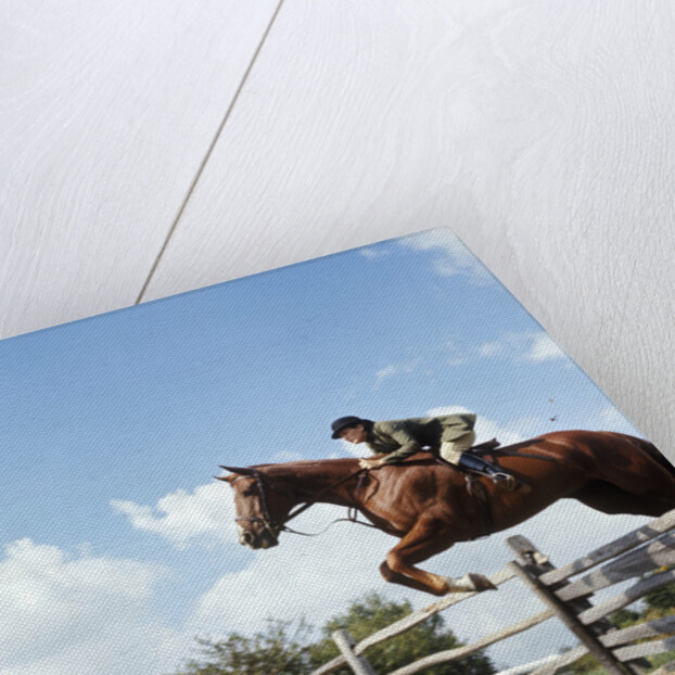 1970s Woman Equestrian Rider Jumping Over Split Rail Fence During Steeplechase Horse Race by Anonymous