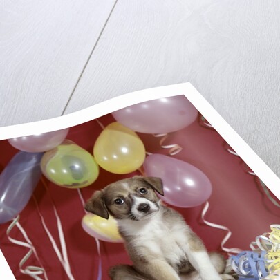 1960s Puppy Dog Balloons Party And Colorful Streamers by Anonymous