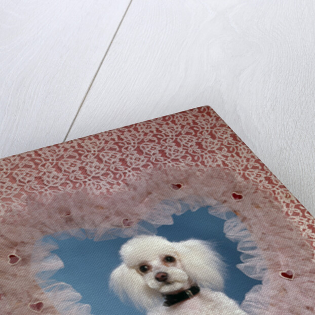 1960s White Miniature Poodle Dog Looking Through Red And White Lace Valentine Heart by Anonymous