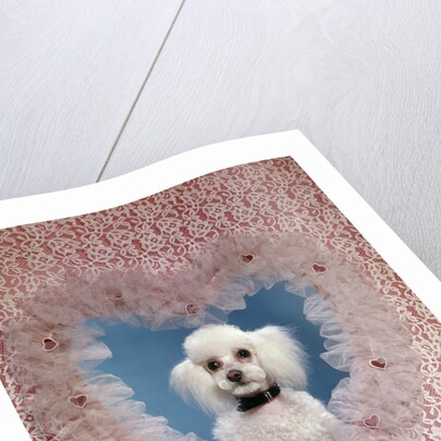 1960s White Miniature Poodle Dog Looking Through Red And White Lace Valentine Heart by Anonymous