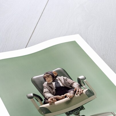 1970s Businessman Chimpanzee Sitting In Office Chair by Anonymous