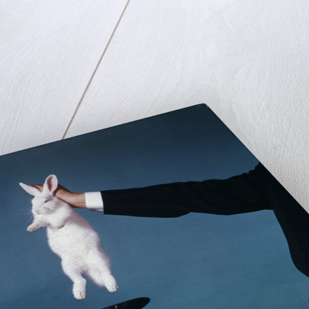 Hand Of Magician Pulling White Rabbit Out Of Black Silk Top Hat by Anonymous