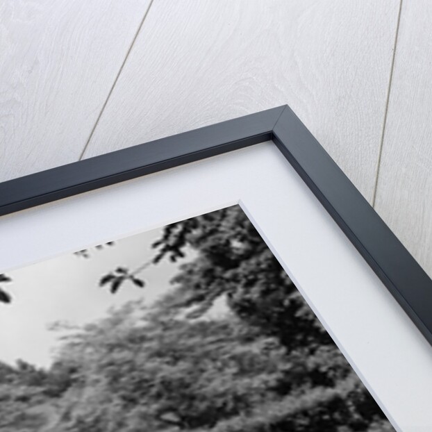 1950s Elderly Man In Backyard Stretched Out On Lounge Chair Under Tree by Anonymous