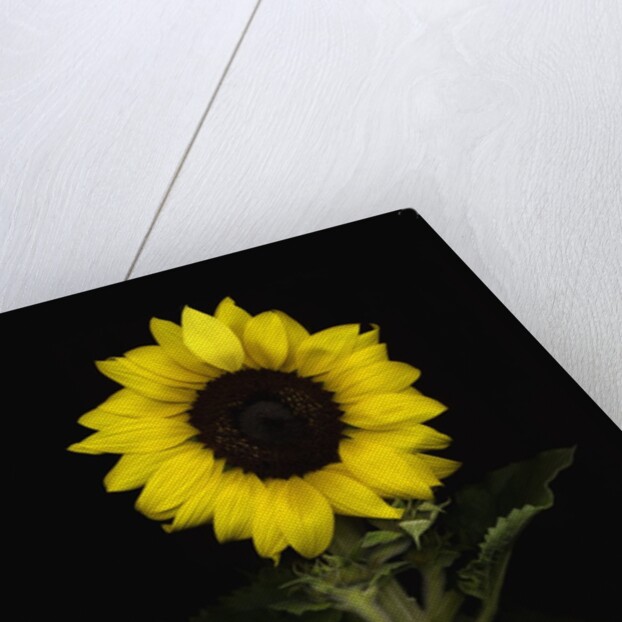 Sunflower by Anonymous