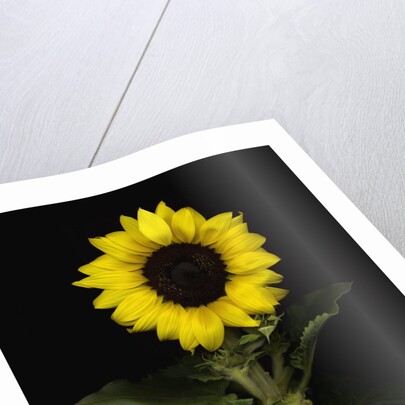 Sunflower by Anonymous