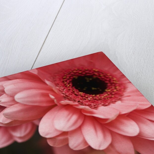 Gerber daisies by Anonymous