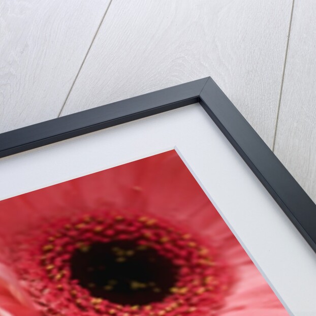 Gerber daisies by Anonymous