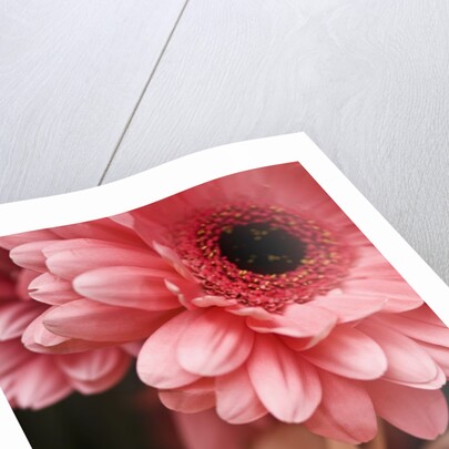 Gerber daisies by Anonymous