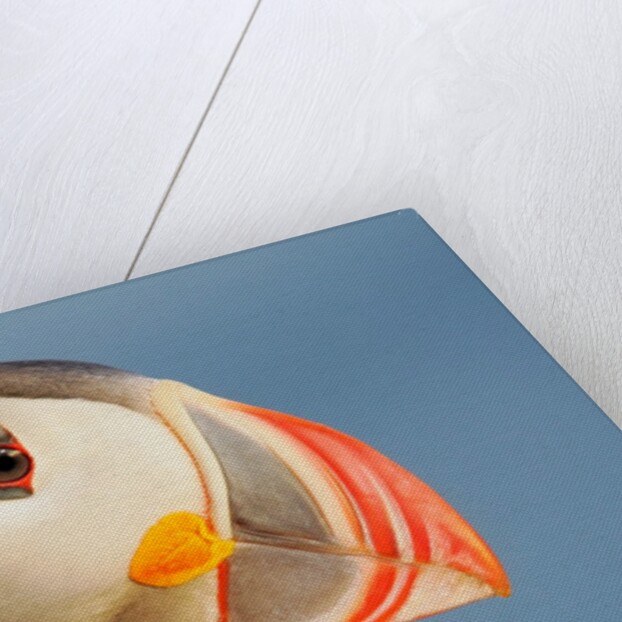 Close-Up of Atlantic Puffin by Anonymous