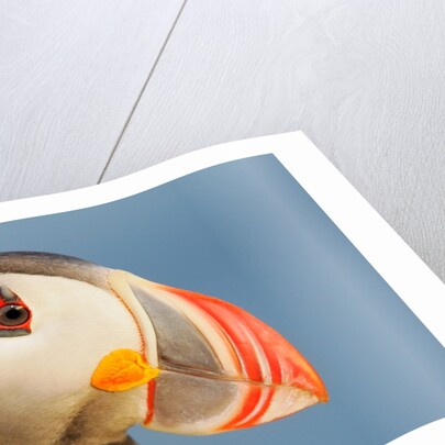 Close-Up of Atlantic Puffin by Anonymous